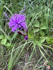 Liatris cylindracea