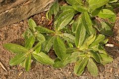 Pilosella officinarum