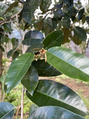 Chrysophyllum oliviforme