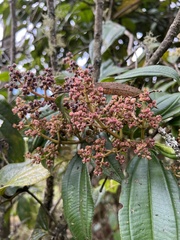 Miconia cundinamarcensis