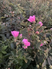 Malva alcea