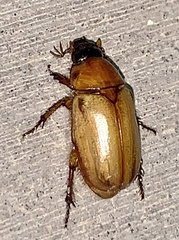 Cyclocephala