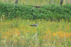Geranoaetus albicaudatus