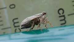 Issus coleoptratus