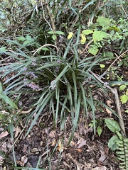 Liriope
