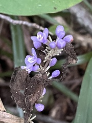 Liriope