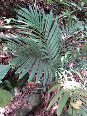 Arecoideae