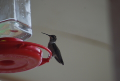 Archilochus alexandri