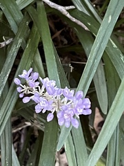Liriope