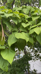 Catalpa