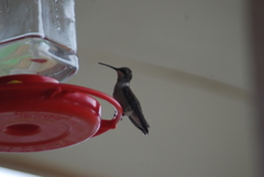 Archilochus alexandri