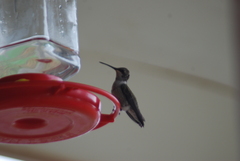 Archilochus alexandri