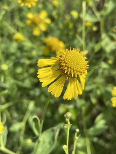 Helenium autumnale