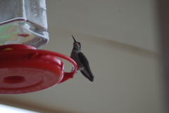 Archilochus alexandri