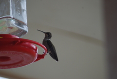 Archilochus alexandri