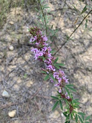 Lespedeza virginica