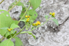 Greenmaniella resinosa