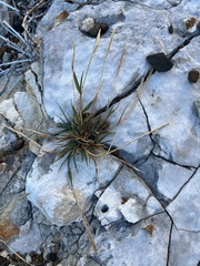 Poaceae