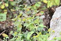 Greenmaniella resinosa