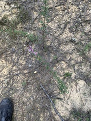 Lespedeza virginica