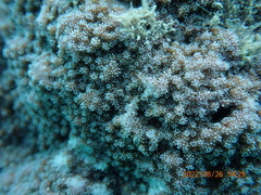 Montipora