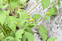 Greenmaniella resinosa