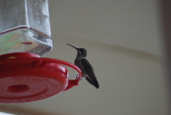 Archilochus alexandri