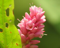 Persicaria amphibia