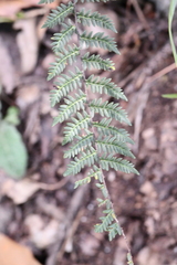 Myriopteris microphylla