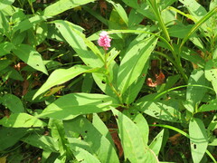 Persicaria amphibia