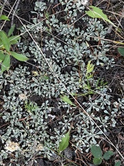 Antennaria parvifolia
