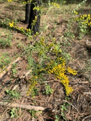 Solidago odora