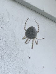 Araneus cavaticus