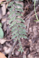 Myriopteris microphylla