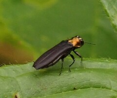 Agrilus ruficollis