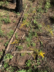 Solidago odora
