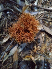 Chrysolepis chrysophylla