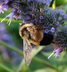 Bombus affinis