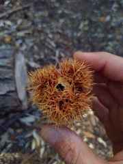 Chrysolepis chrysophylla