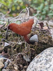 Gyromitra infula