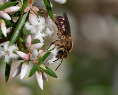 Parasphecodes