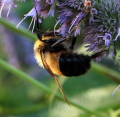 Bombus affinis