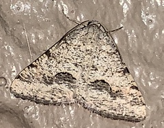 Frederickia s-signata