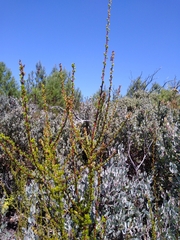 Adenostoma fasciculatum