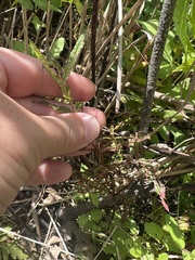 Epilobium coloratum