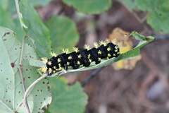 Leucanella