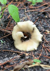 Hohenbuehelia petaloides