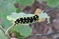 Leucanella