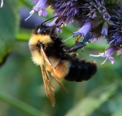 Bombus affinis