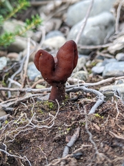 Gyromitra infula